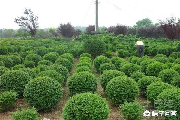 有人说苗木的行情不好，是真的吗？