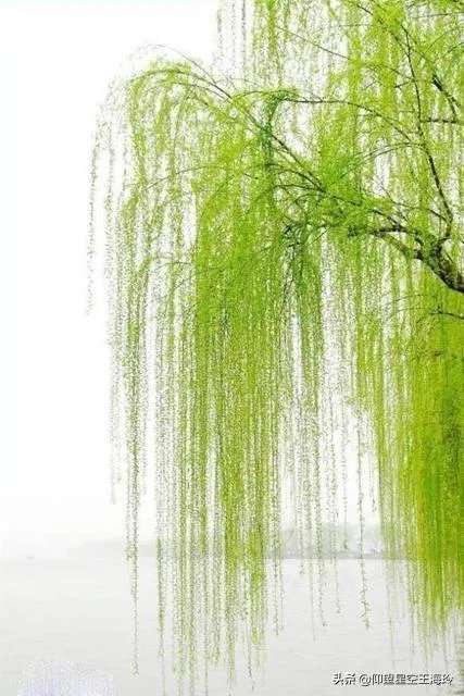 “不知细叶谁裁出，二月春风似剪刀”描写的什么美景？