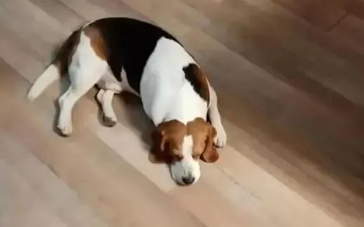 西安某小区宠物狗突然离奇死亡，到底是怎么回事？