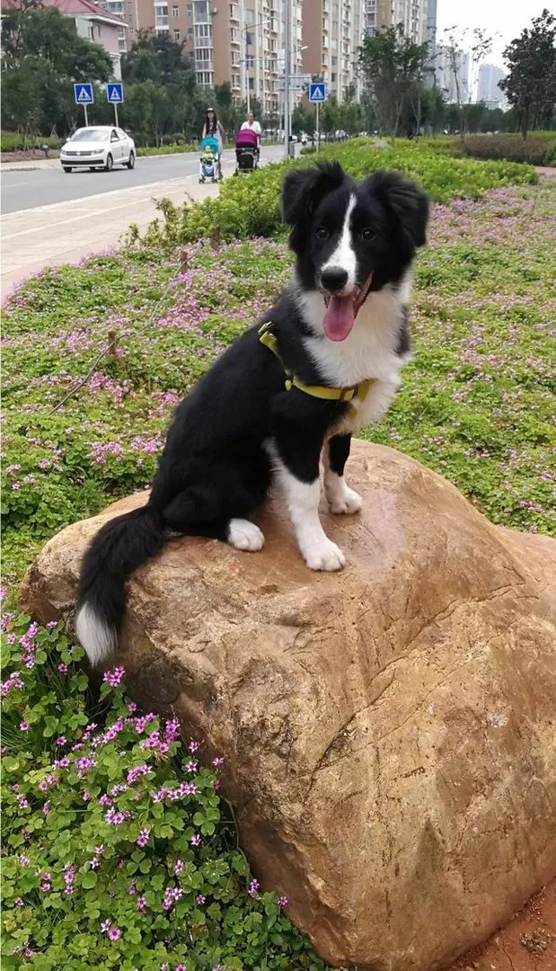 中国最受欢迎的宠物犬是什么犬？