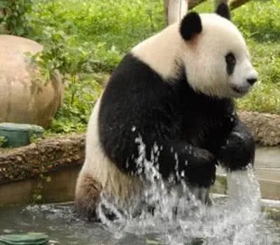 最年长熊猫迎38岁，皮毛厚重的大熊猫该如何安然度夏？