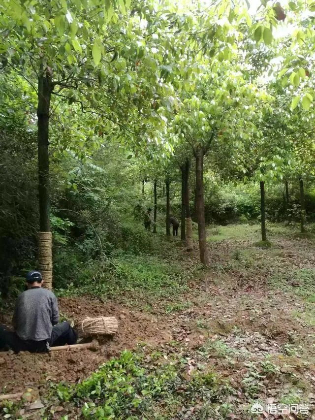 有人说苗木的行情不好，是真的吗？