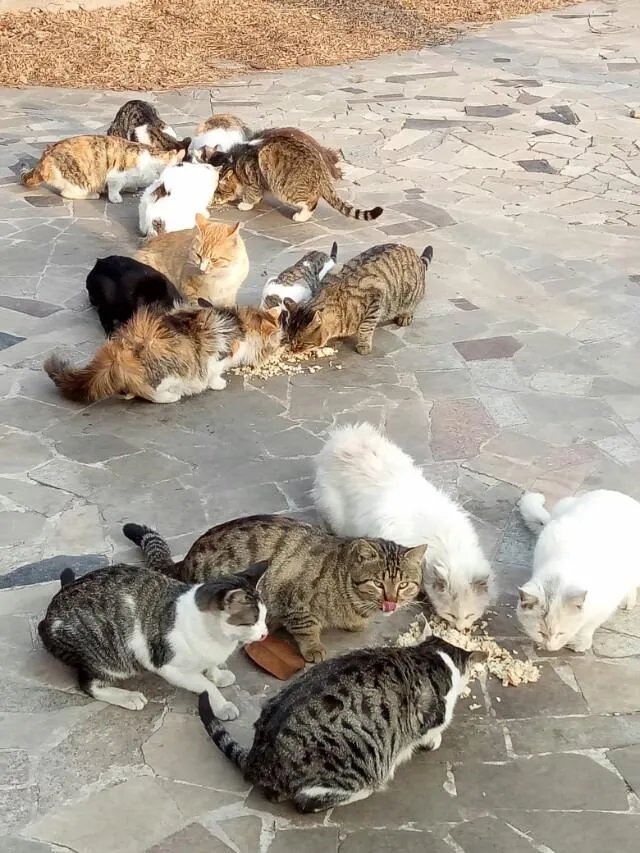 刘亦菲家后院首次曝光，养40多只猫，场面壮观。如果是你，你最多收养多少只流浪猫？