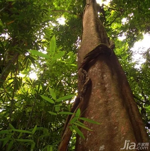 实木地板的产地及特性分析