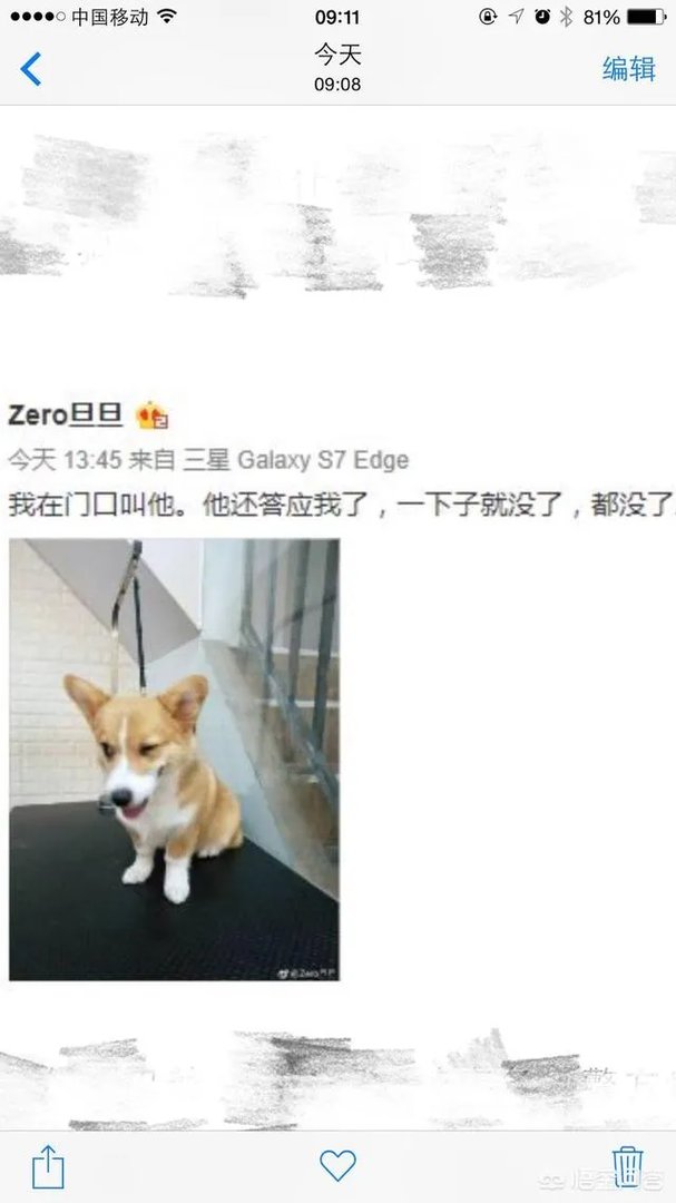 可怜的柯基被摔死，道歉有用吗？