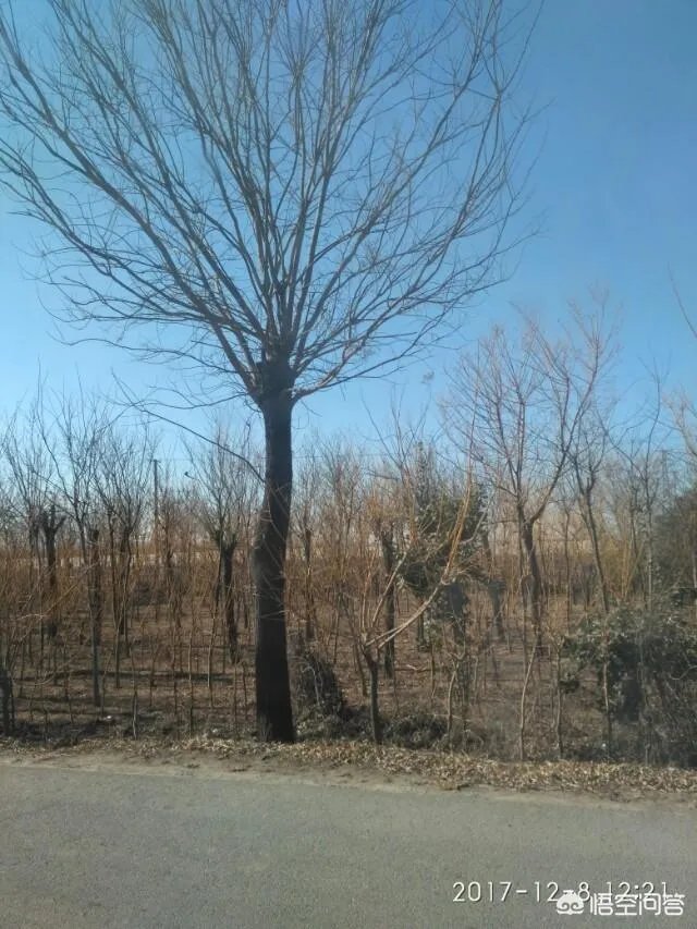 有人说苗木的行情不好，是真的吗？