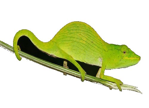 怎么分离图片的背景？