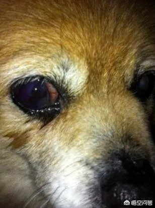 狗狗泪痕怎么解决？