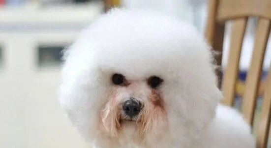 狗狗泪痕怎么解决？