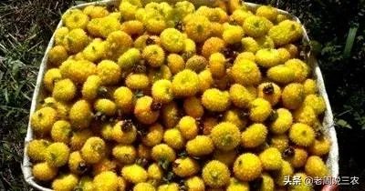 野生刺梨怎样种植？