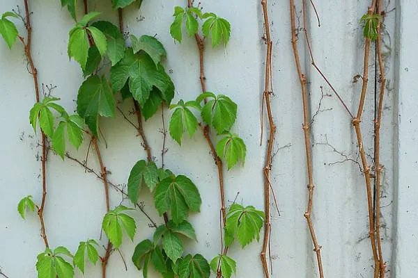 爬山虎会吃肉吗？