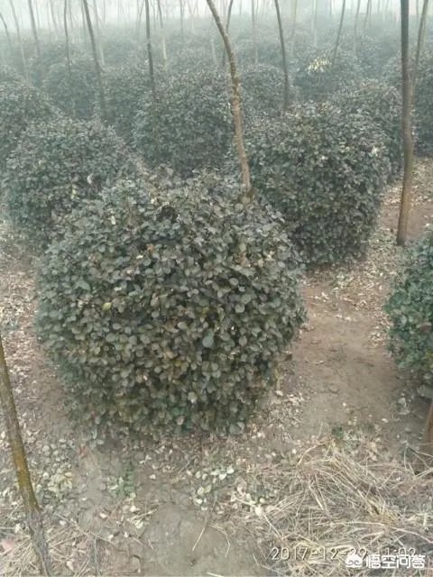 有人说苗木的行情不好，是真的吗？