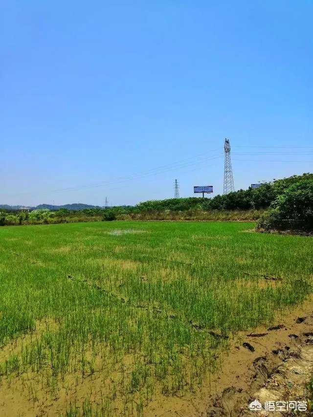 拆迁征地上种菜被推平，大妈报警维权要求赔偿被拒绝，怎么办？