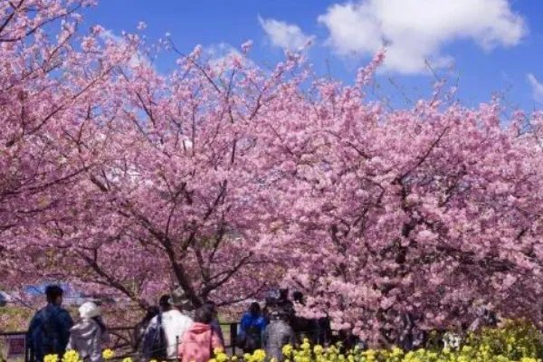 成都有哪些著名的樱花观赏地？