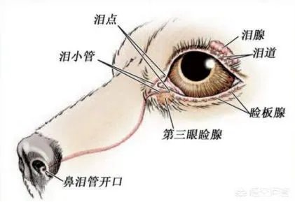 狗狗泪痕怎么解决？