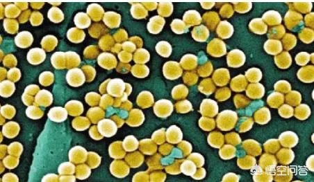 病毒在人体内的生存原理是什么？