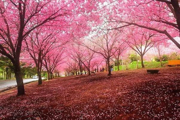 成都有哪些著名的樱花观赏地？