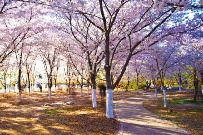 成都有哪些著名的樱花观赏地？